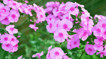 Картинка цветы флоксы розовые