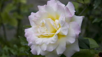 Картинка цветы розы бело-розовый