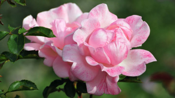 Картинка цветы розы пятнышки розовые