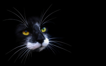 Картинка животные коты чёрный кошка кот