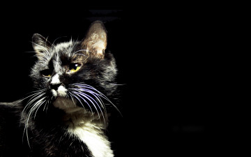 Картинка животные коты кошка кот чернота