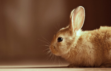 Картинка животные кролики зайцы кролик заяц