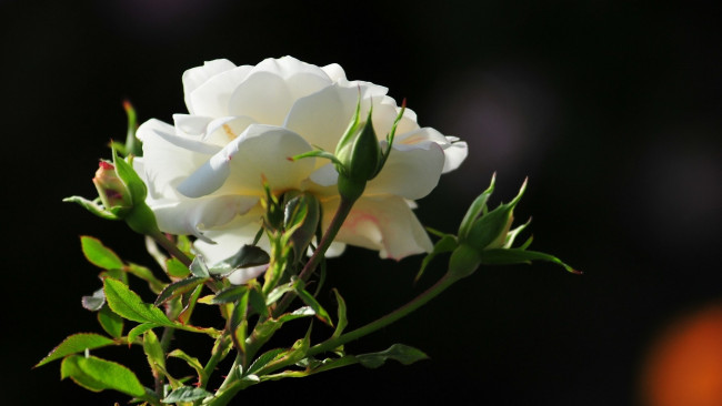 Обои картинки фото цветы, розы, бутоны, белая