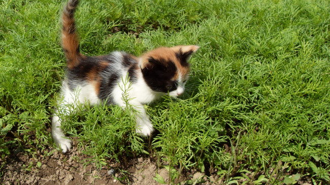 Обои картинки фото животные, коты, кошка, трава, кот, котёнок, прогулка