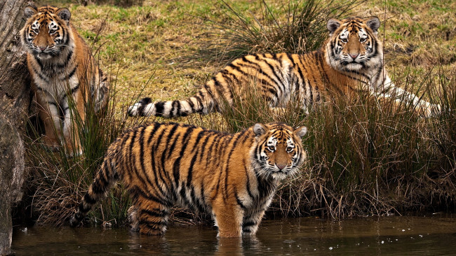 Обои картинки фото животные, тигры, тигр, вода