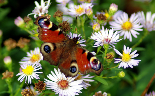 Обои картинки фото животные, бабочки, павлиний, глаз, травы, луговые, цветы, ромашки, лето, бабочка