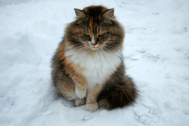Обои картинки фото животные, коты, кот, кошка, снег, зима