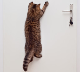 Картинка животные коты трюк дверь котэ