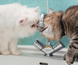 Картинка животные коты кран жажда котэ