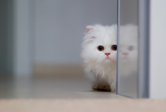 Картинка животные коты белый котёнок перс