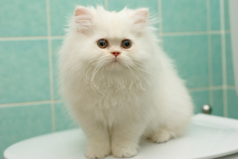 Картинка животные коты белый перс пушистый котёнок