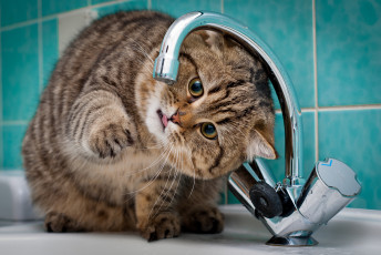 Картинка животные коты кран котэ жажда