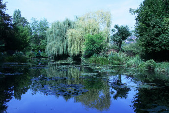 Картинка природа парк водоем деревья лилии