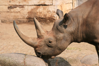 Картинка животные носороги носорог камень