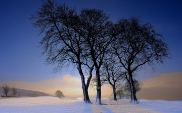 Картинка природа зима деревья пейзаж