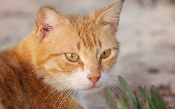 Картинка животные коты рыжий мордочка усы смотрит кот