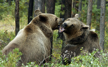 обоя животные, медведи, лес