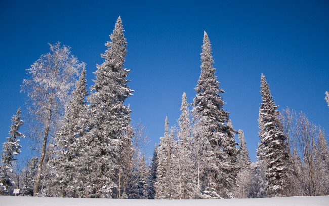 Обои картинки фото природа, зима, деревья, пейзаж