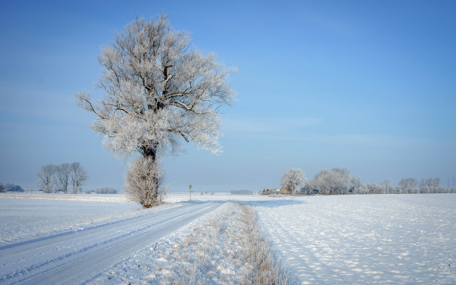 Обои картинки фото природа, зима, дорога, дерево, пейзаж