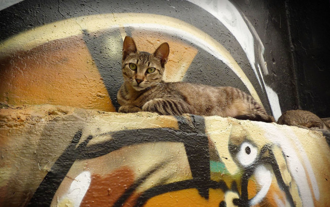 Обои картинки фото животные, коты, смотрит, лежит, кошка, граффити, стена
