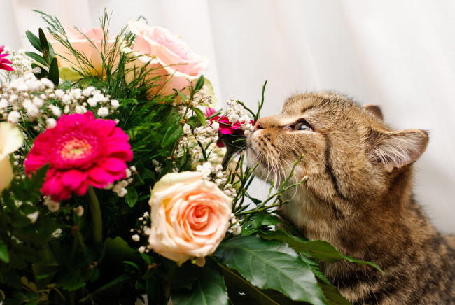 Обои картинки фото животные, коты, букет, цветы
