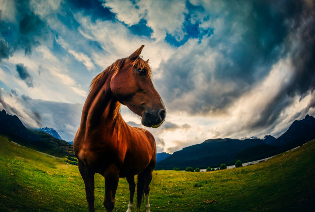 Обои картинки фото животные, лошади, облака, горы, луг, природа