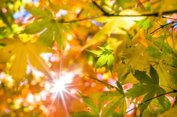 Картинка природа листья солнце клен