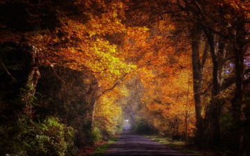 Картинка природа дороги парк дорога аллея осень