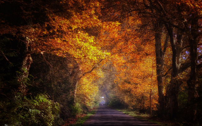 Обои картинки фото природа, дороги, парк, дорога, аллея, осень
