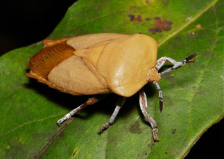 Картинка животные насекомые itchydogimages макро насекомое жук клоп