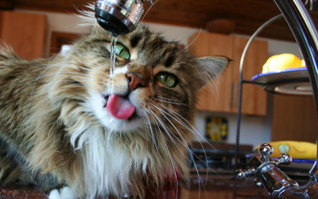 Картинка животные коты кошка кот морда кран вода