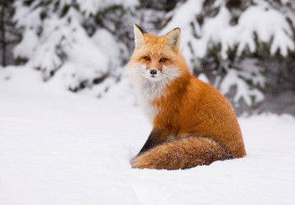 обоя животные, лисы, снег, зима, рыжая, лиса
