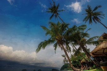 Картинка природа тропики пальмы пляж