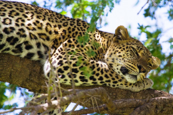 Картинка животные леопарды аетка отдых леопард дерево