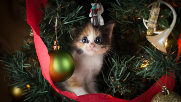 Картинка животные коты котёнок новый год игрушки украшения ёлка