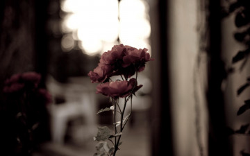Картинка цветы розы красные окно
