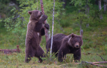 Картинка животные медведи лес бурый