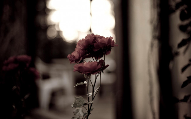 Обои картинки фото цветы, розы, красные, окно
