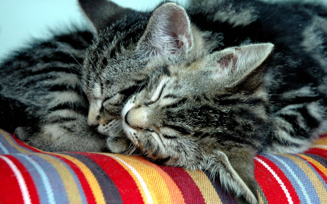 Обои картинки фото животные, коты, отдых, подстилка, сон, полосатые, котята