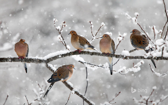 Обои картинки фото животные, птицы, снег, ветка