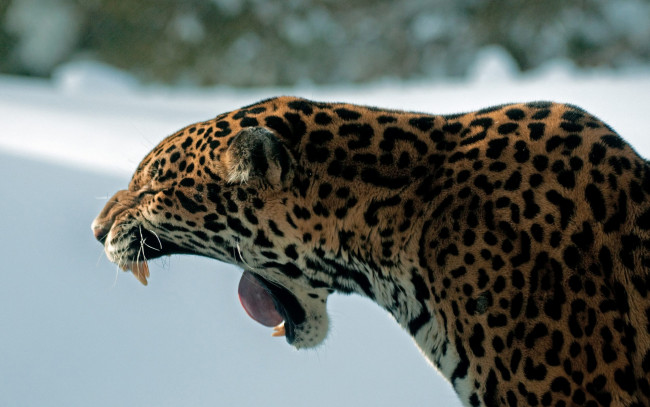 Обои картинки фото животные, Ягуары, зевок, пасть, клыки, снег, профиль, язык