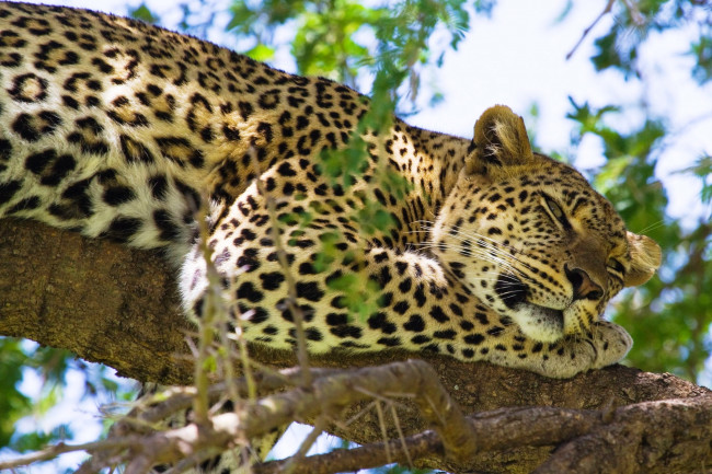 Обои картинки фото животные, леопарды, аетка, отдых, леопард, дерево