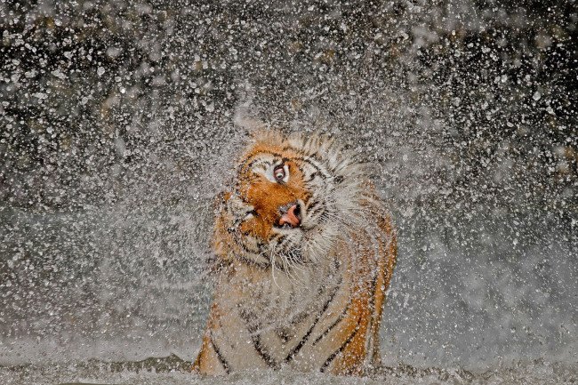 Обои картинки фото животные, тигры, тигр, глаз, брызги, вода, мокрый