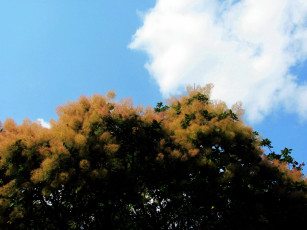 Картинка природа деревья облако