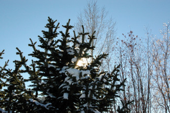 Картинка природа деревья зима снег елка