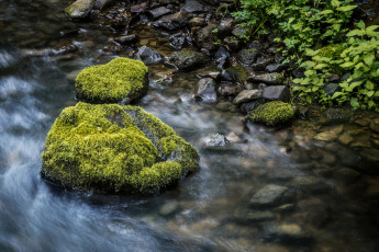 Картинка природа реки озера мох камни