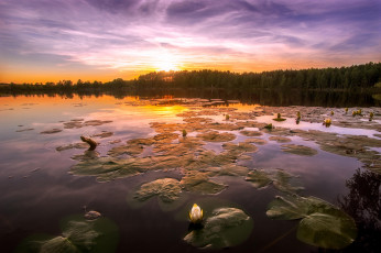 Картинка природа реки озера озеро закат пейзаж лилии деревья