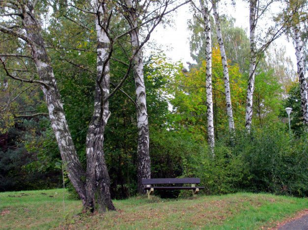 Обои картинки фото природа, парк, скамейка, березки, осень