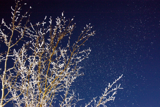 Обои картинки фото природа, деревья, снег, ветки, иней