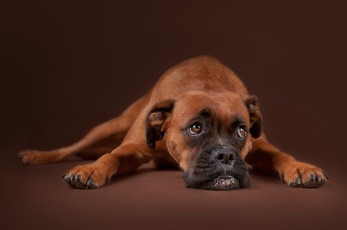 Картинка животные собаки грусть морда взгляд собака портрет фон боксёр